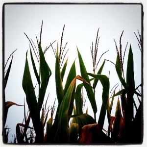 Cornfield-c. 2011-2015- Marla Beck-www.coachmarla.com