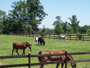 horses grazing