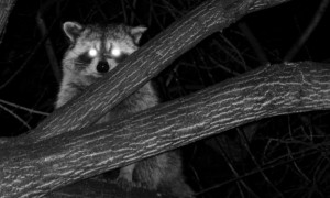 hunting-raccoon-at-night